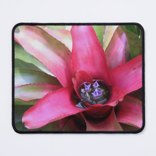Artikelvorschau, Bromeliad Neoregelia entworfen und verkauft von Robert Armendariz.