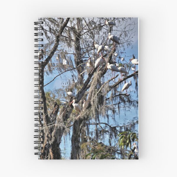 Item preview, Roosting Ibis - Florida designed and sold by jtrommer.