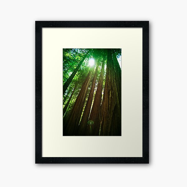 Item preview, Redwood Trees designed and sold by savapavo.