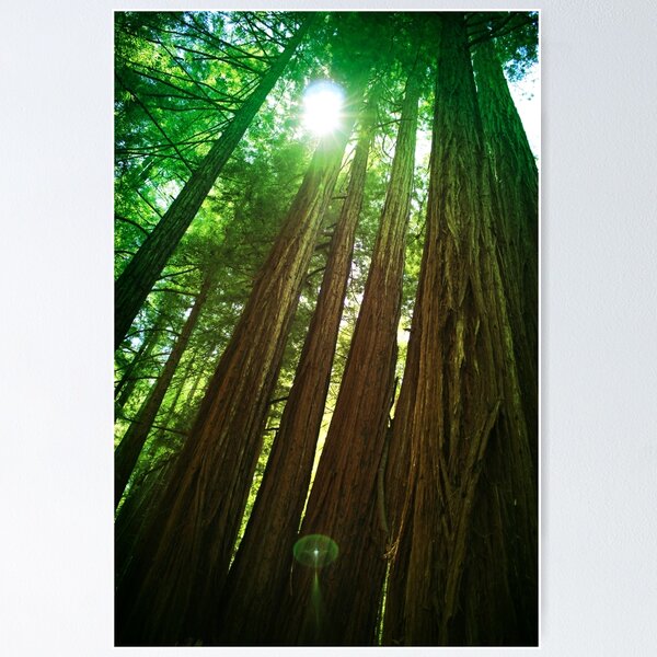 Item preview, Redwood Trees designed and sold by savapavo.