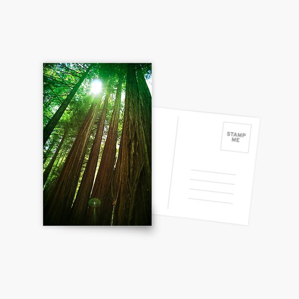 Item preview, Redwood Trees designed and sold by savapavo.