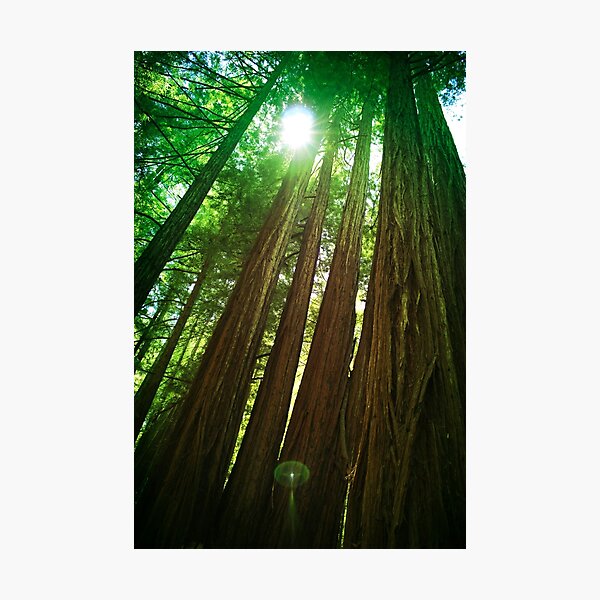 Item preview, Redwood Trees designed and sold by savapavo.