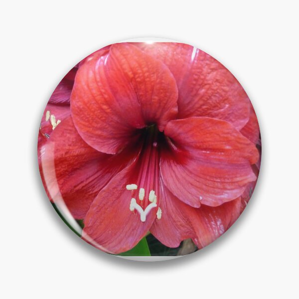 Item preview, Red Pana Lilly designed and sold by Angela Gannicott.