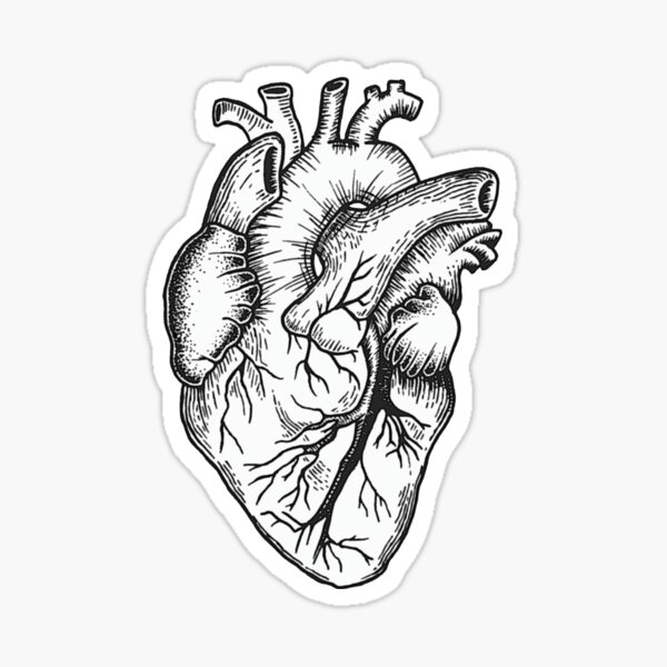 012item#) Anatomical Heart Sticker (medical, Doctor, Nurse, awesome) (4  sizes)