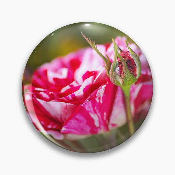 Item preview, Pink Variegated Rose Family designed and sold by Joy Watson - Natural Light Photography .