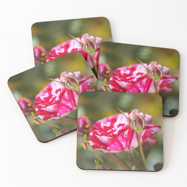 Item preview, Pink Variegated Rose Family designed and sold by Joy Watson - Natural Light Photography .