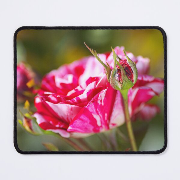 Item preview, Pink Variegated Rose Family designed and sold by Joy Watson - Natural Light Photography .