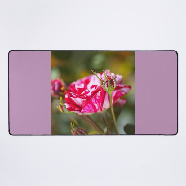 Item preview, Pink Variegated Rose Family designed and sold by Joy Watson - Natural Light Photography .