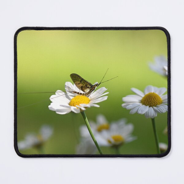 Item preview, mayfly designed and sold by Claudia-Evans.