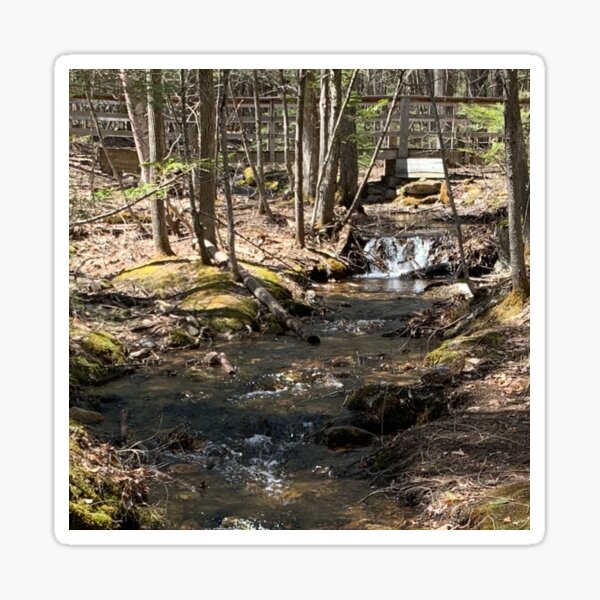 Brook in the Woods Sticker