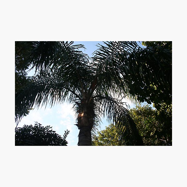 The sky through the palm tree Photographic Print