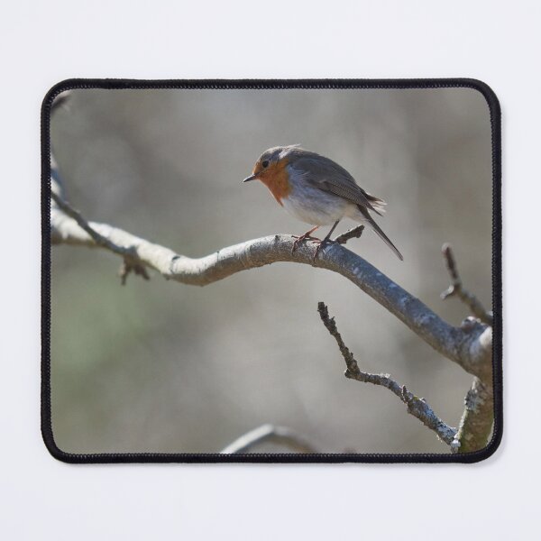 Item preview, Cool day going. European robin designed and sold by Jouko Lehto Photography.