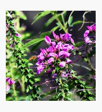 THE VISTOR Photographic Print
