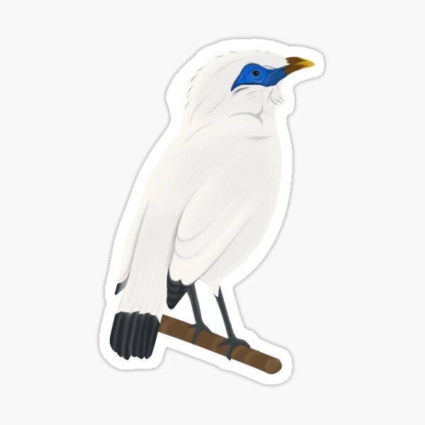 Myna Bird Stickers – B. Miyo Art