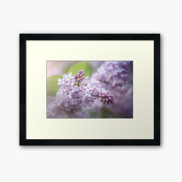 Item preview, Close-up image of lilac blossoms -4 designed and sold by AIArtShopPro.