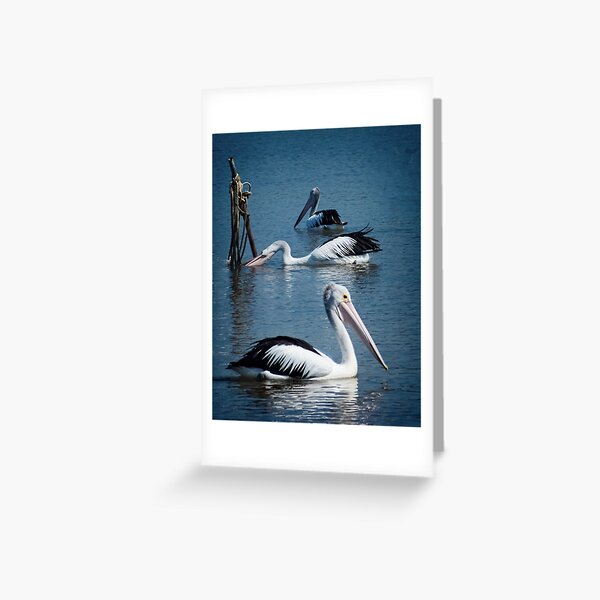 Item preview, Bega River Pelicans designed and sold by Yukondick.