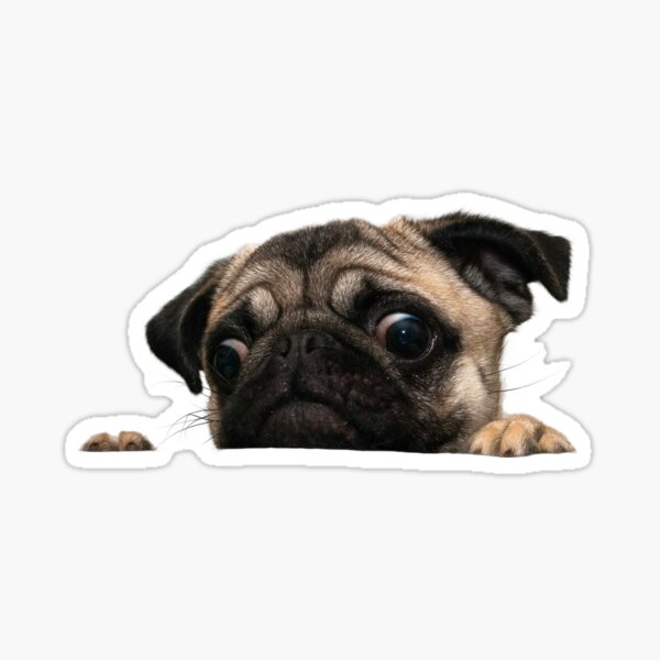 Pug dog pup puppy pets emoji cute Sticker decal car laptop cute 
