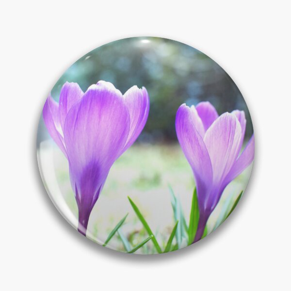Item preview, Crocus Pair in the Sun - black background designed and sold by Louise-Mae.