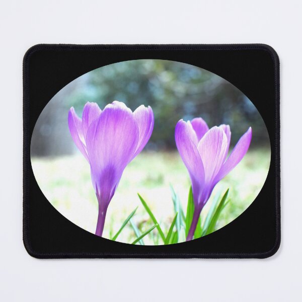 Item preview, Crocus Pair in the Sun - black background designed and sold by Louise-Mae.