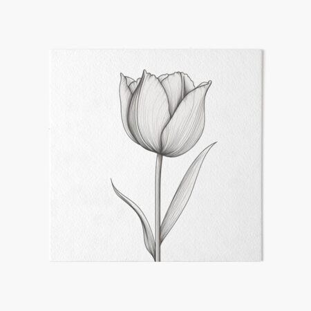 Tulip flowers drawing in color pencil | flower drawing - YouTube