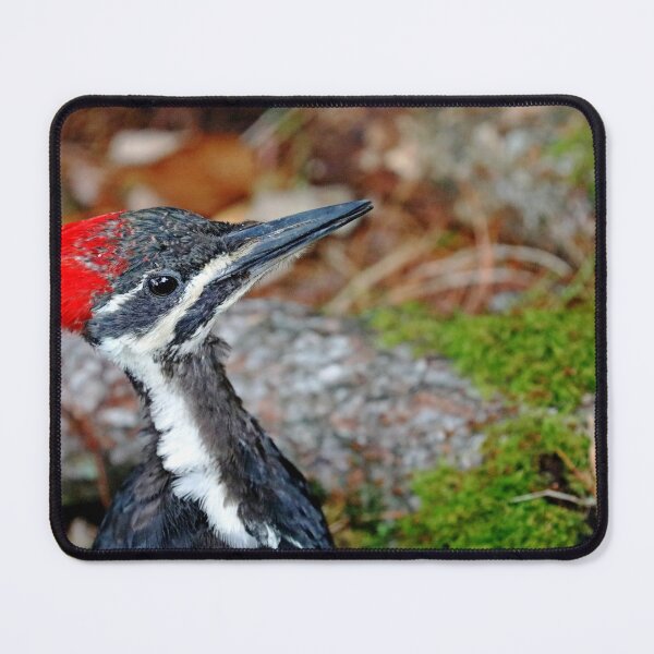 Item preview, Juvenile Female Pileated Woodpecker designed and sold by Debbie Oppermann.