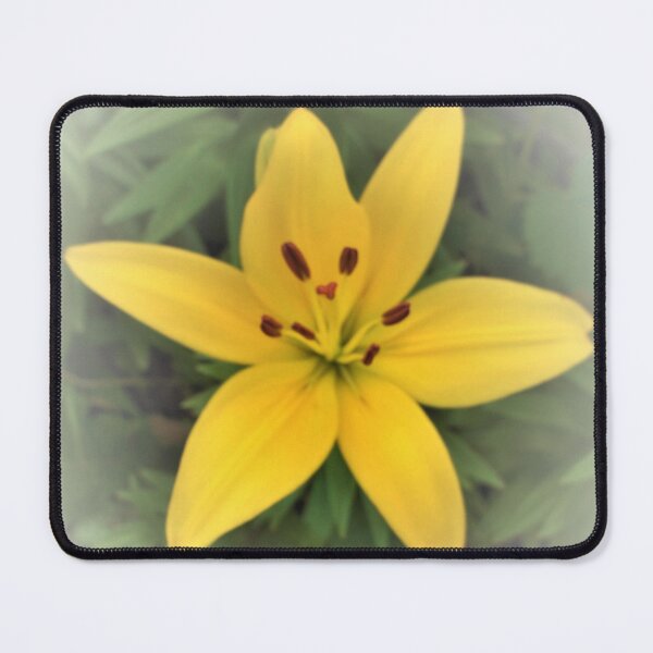 Item preview, Yellow Asiatic Lily 2 designed and sold by Scott and Mary Schneider art_photography.