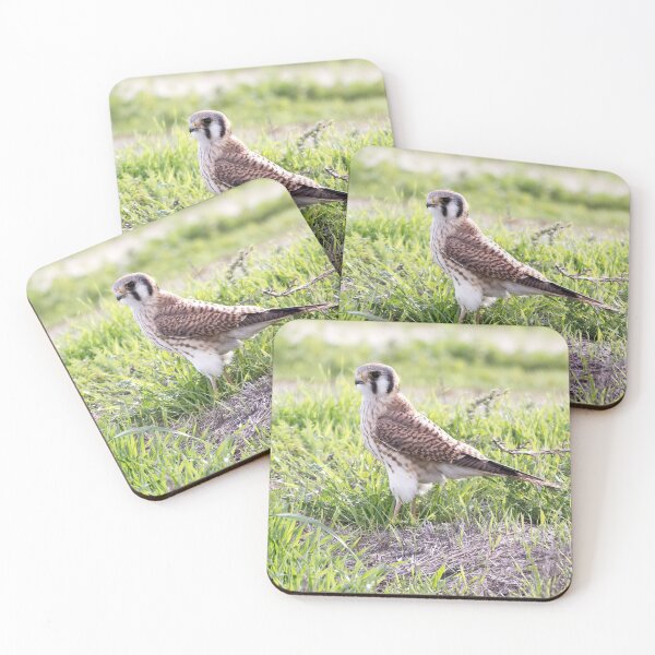 Item preview, American Kestrel designed and sold by CarolM.