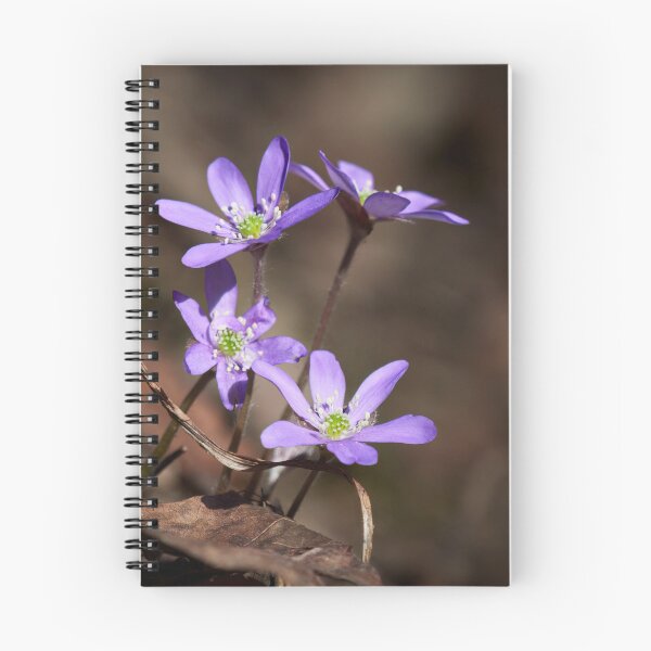 Item preview, Days of the purple. Hepatica designed and sold by Jouko Lehto Photography.