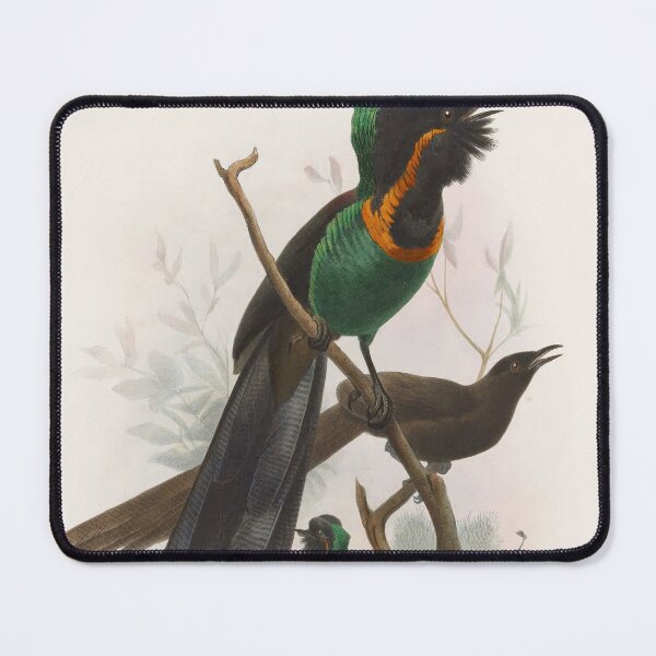 Item preview, Vintage Illustration of paradise bird, Astrapia nigra  designed and sold by Lacasadellora.