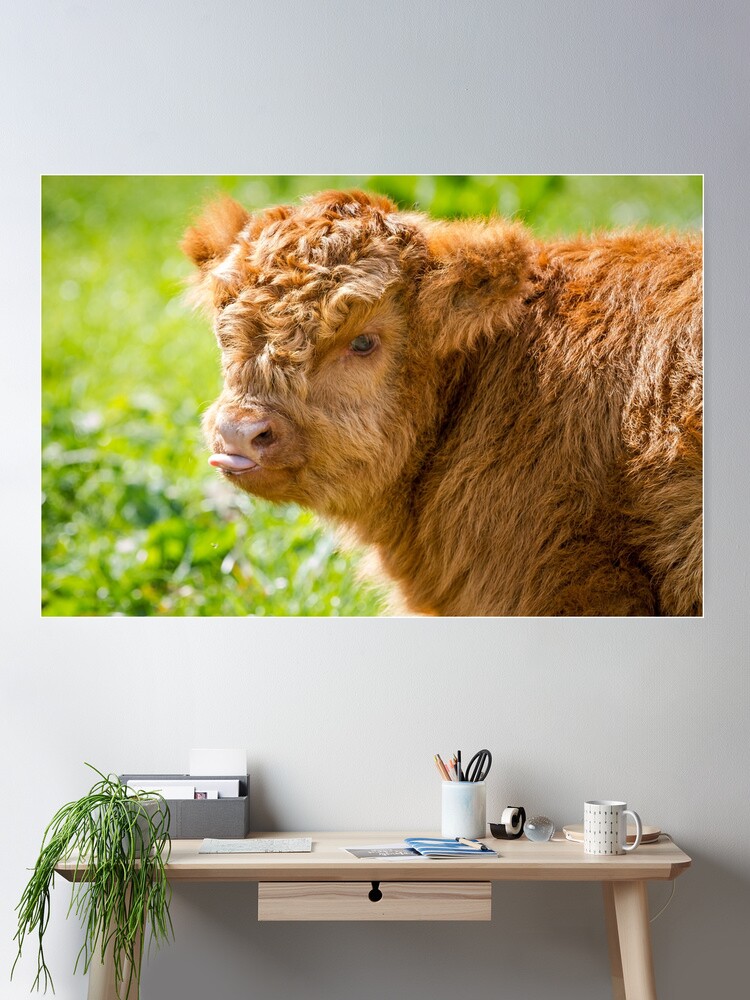 Raspberry Cow Photographic Print for Sale by Jane Stanley