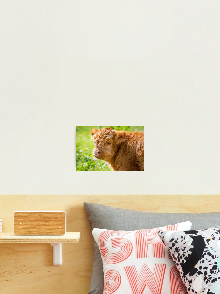 Raspberry Cow Photographic Print for Sale by Jane Stanley