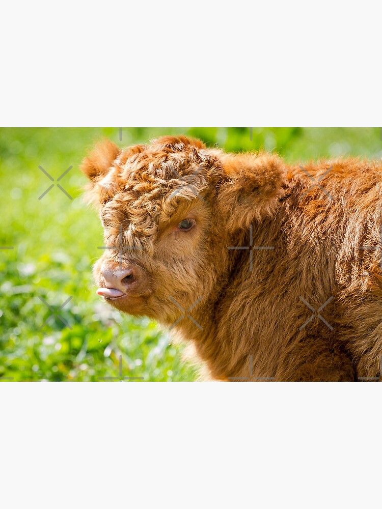 Raspberry Cow Photographic Print for Sale by Jane Stanley