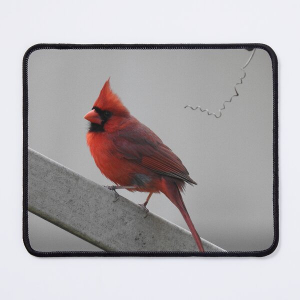 Item preview, Cardinal designed and sold by Faunagraphy360.