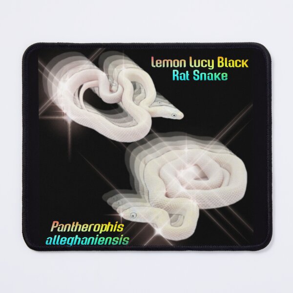 Item preview, Lemon Lucy Black Rat Snake designed and sold by StrangeFetish.