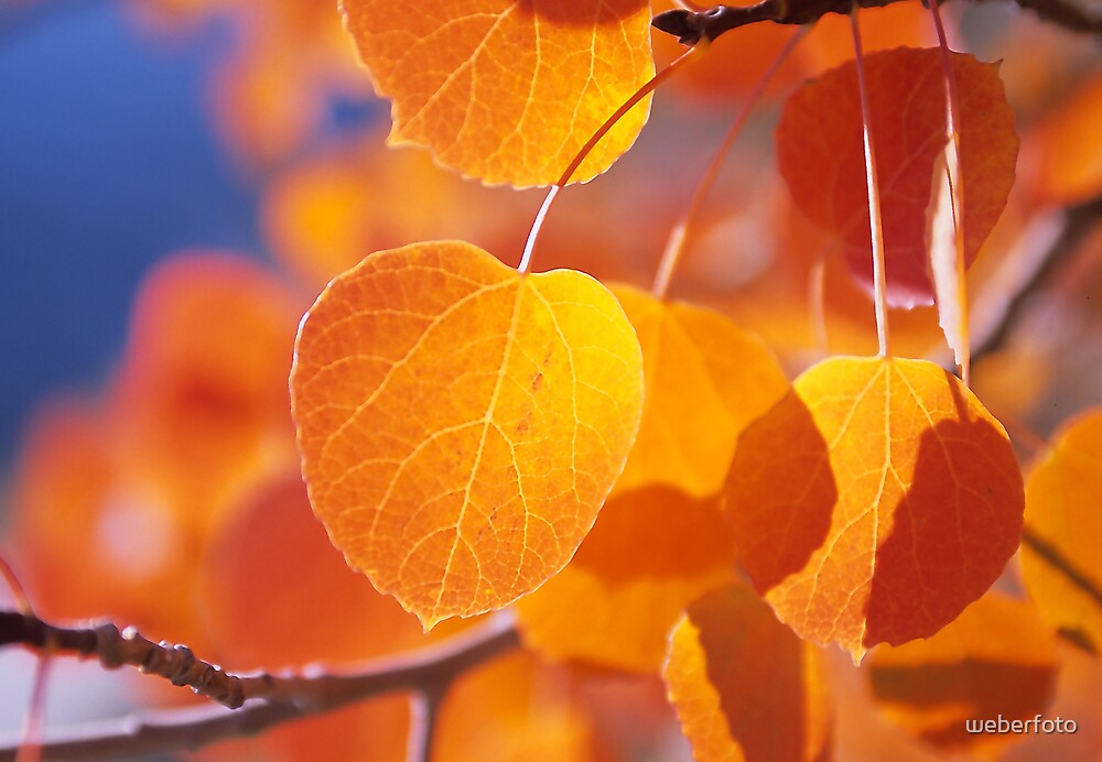 “Golden Aspen Leaves” by weberfoto | Redbubble