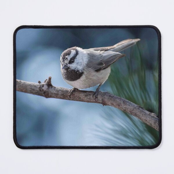 Item preview, Mountain Chickadee Perched on a Branch designed and sold by Jeff Goulden Photography.