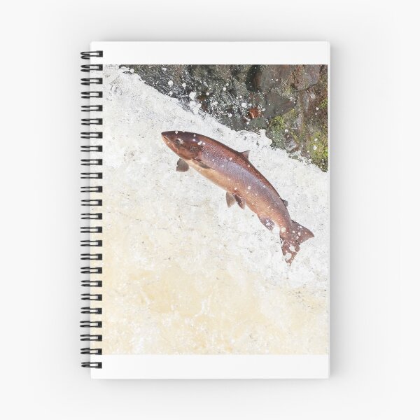 Item preview, Saltando salmón del Atlántico salmo salar designed and sold by chanonry.