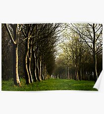 Trees Poster