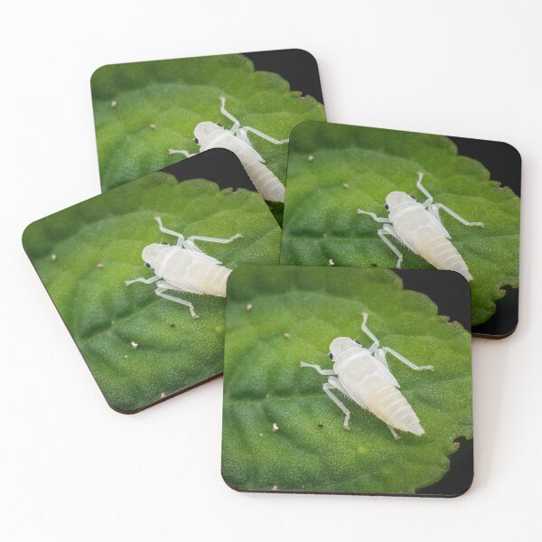 Item preview, A newly emerged white leafhopper nymph (Cicadellidae)! designed and sold by AvonPerception.