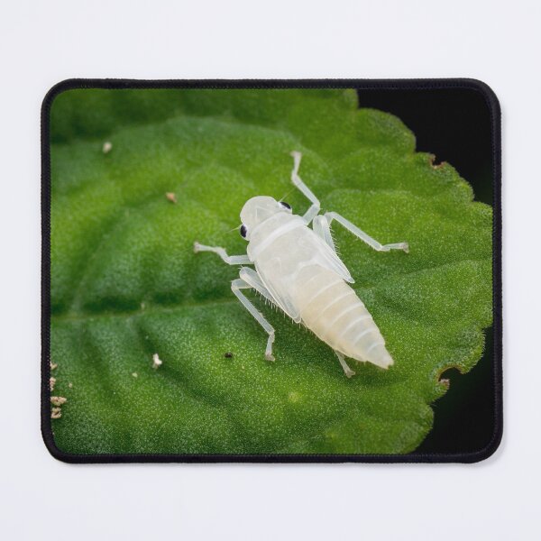 Item preview, A newly emerged white leafhopper nymph (Cicadellidae)! designed and sold by AvonPerception.