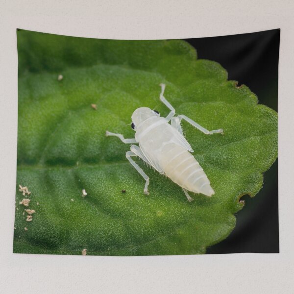 Item preview, A newly emerged white leafhopper nymph (Cicadellidae)! designed and sold by AvonPerception.