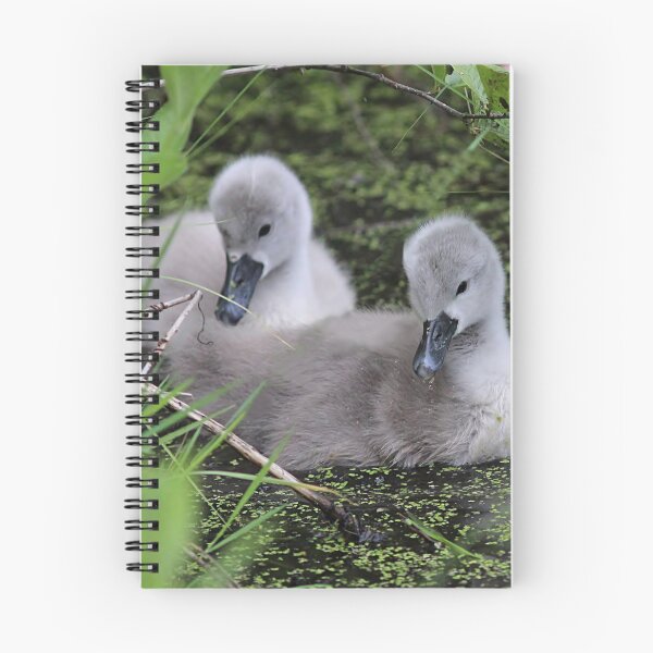 Item preview, Two cygnets designed and sold by Linda Crockett.