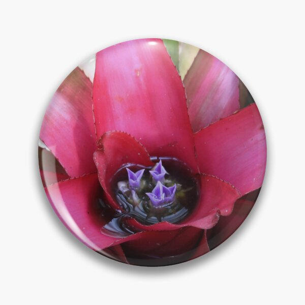 Item preview, Bromeliad Neoregelia designed and sold by Robert Armendariz.