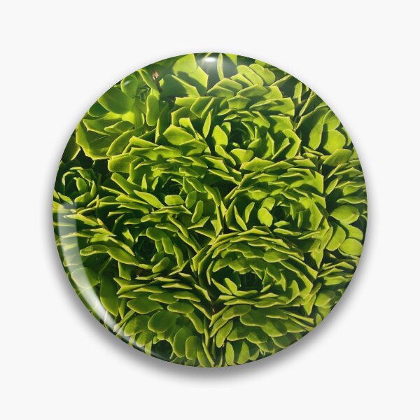 Artikelvorschau, Weitläufige LA Succulent Oasis entworfen und verkauft von MelanieReiff.