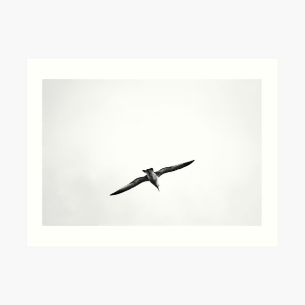 Seagull Art Print