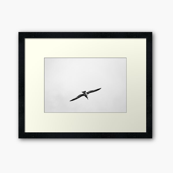 Seagull Framed Art Print