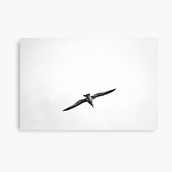 Seagull Canvas Print