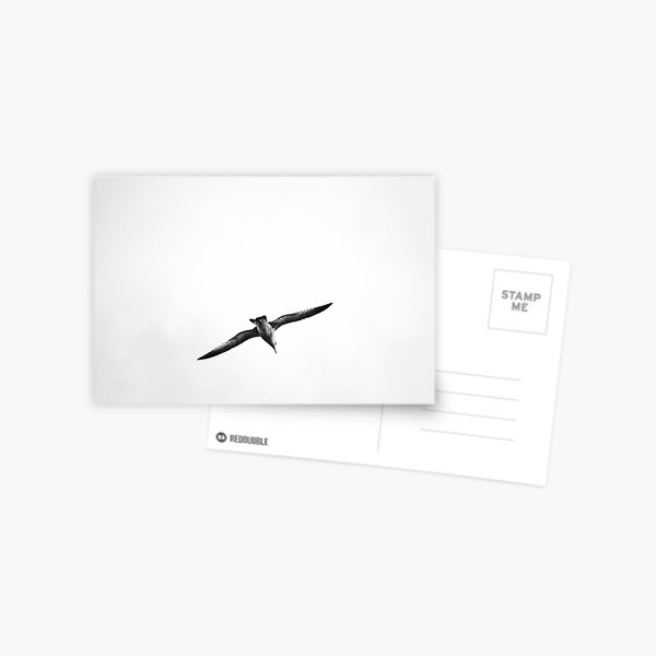Seagull Postcard