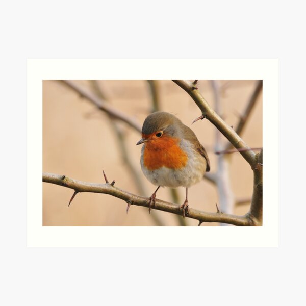 Robin Art Print