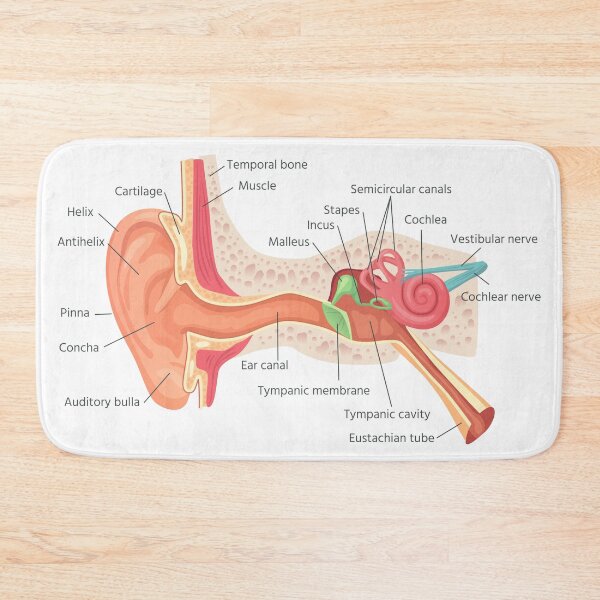 Item preview, Ear Anatomy Chart designed and sold by FunckyDesigns.